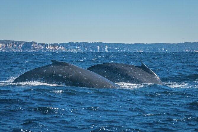 Whales of Sydney Sea Safari - Meeting at Campbells Cove (Circular Quay) and why arriving with a plan helps