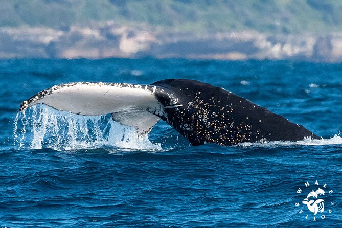 Whales of Sydney Sea Safari - Photography tips for breaching whales from a moving boat