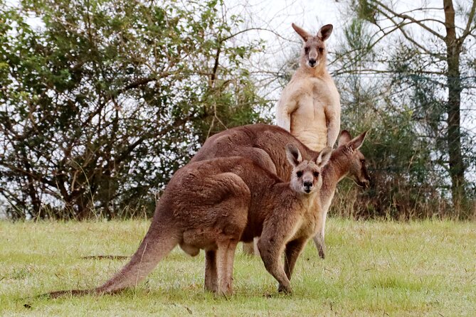 Wild Kangaroos, Blue Mountains and a Cruise - Key things to look for on this day trip