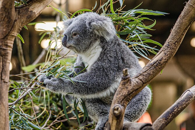 Wild Kangaroos, Blue Mountains and a Cruise - The Ferry Back to Sydney: A Calm Ending After Cliffs and Trails