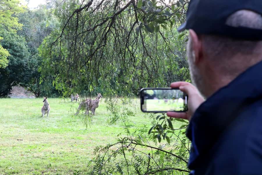 Wild Kangaroos & Blue Mountains private tour - A Private Day Trip That Feeds Your Curiosity About the Blue Mountains