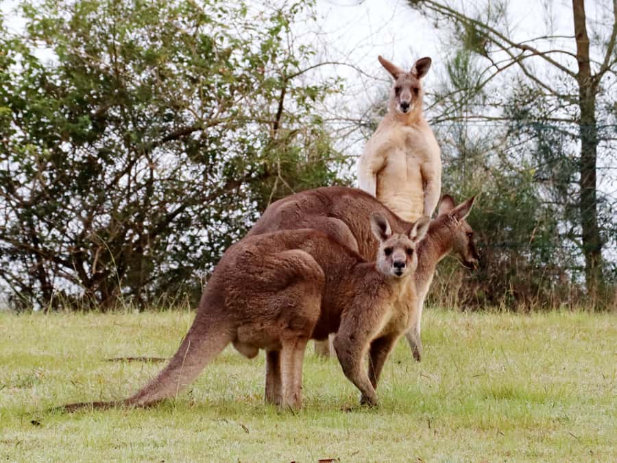 Wild Kangaroos & Blue Mountains private tour - Wild Kangaroos: The Early Secret Photo Stop That Sets the Tone