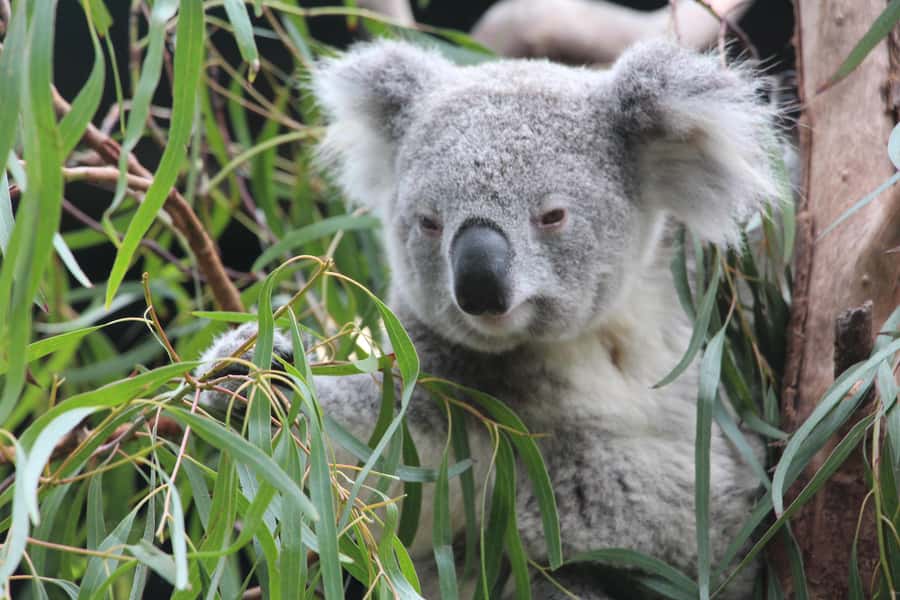 Wild Kangaroos & Blue Mountains private tour - Walking Pace: This Tour Lets You Choose How Much Effort You Want