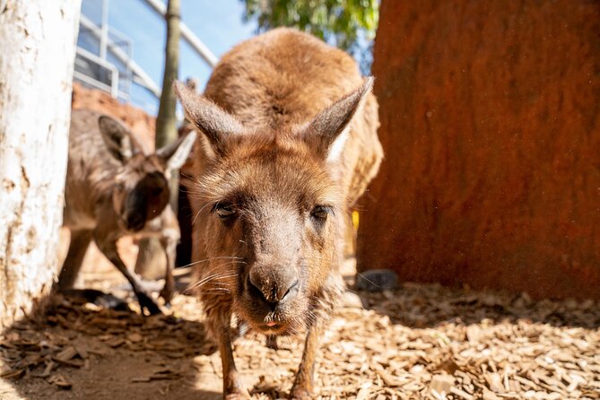 WILD LIFE Sydney Entrance Ticket - Talks, Conservation Messaging, and Learning Without Feeling Like Homework