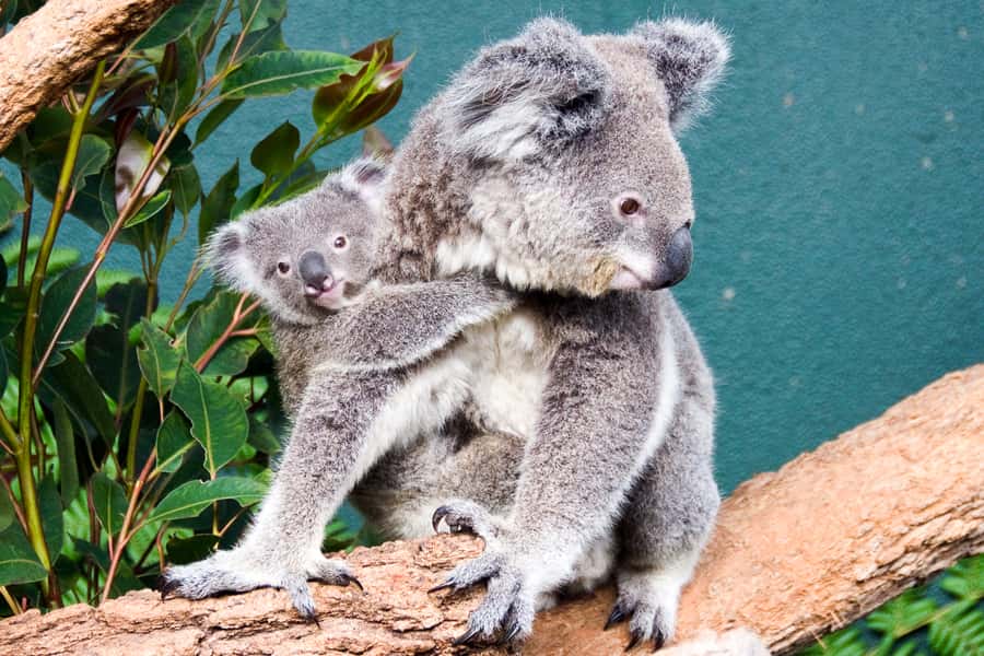 WILD LIFE Sydney Zoo - Key things to know before you go
