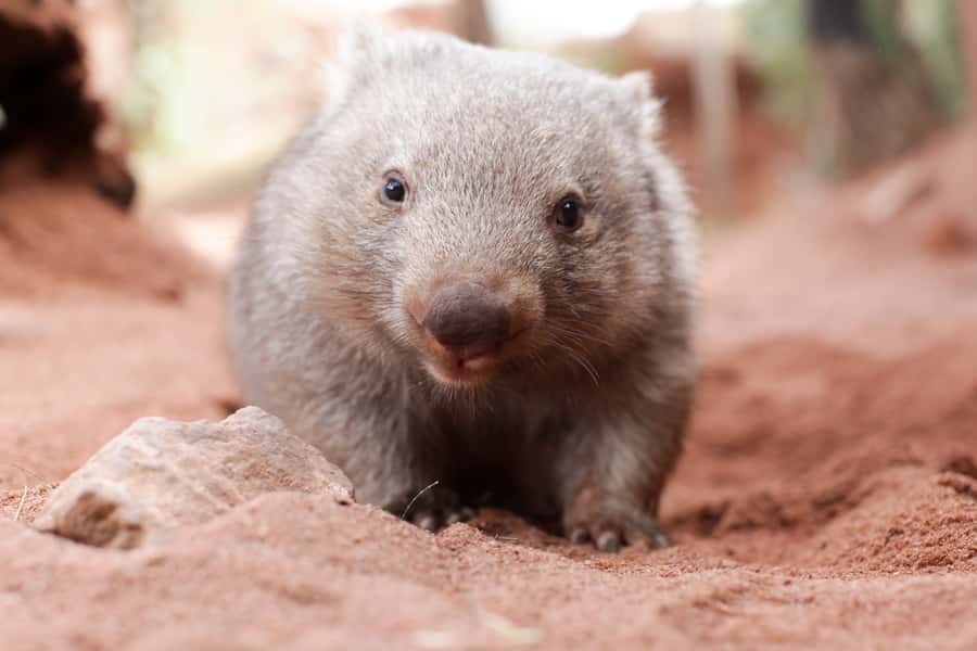 WILD LIFE Sydney Zoo - Keeper talks: the best way to understand what you are seeing
