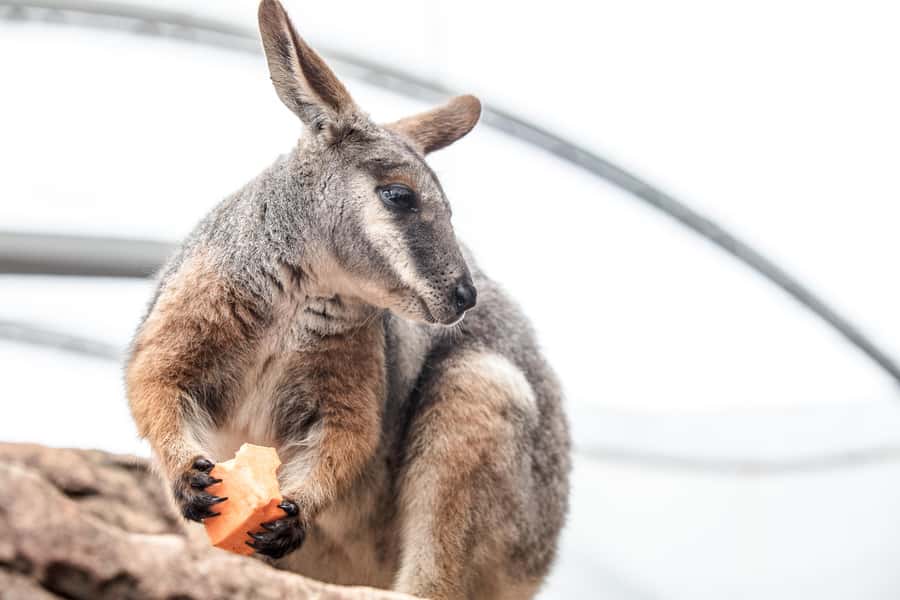 WILD LIFE Sydney Zoo - Wallaby Cliffs: meet yellow-footed rock-wallabies up close