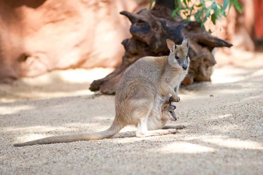 WILD LIFE Sydney Zoo - Kangaroos in a walk-through habitat, not a distant show