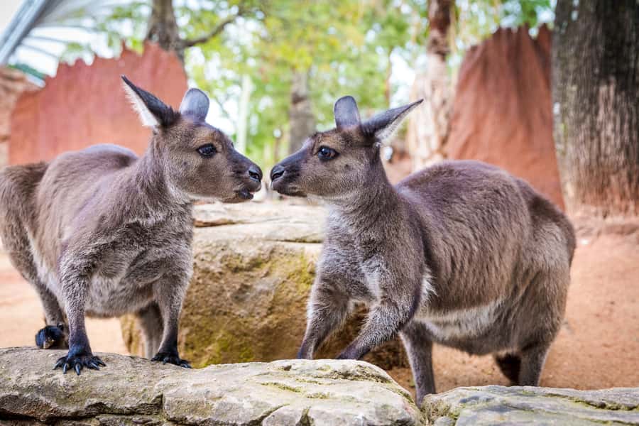 WILD LIFE Sydney Zoo - Daintree Rainforest and Kakadu Gorge in one walk