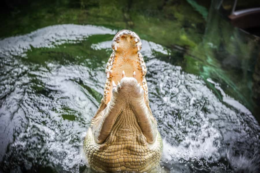 WILD LIFE Sydney Zoo - Turtles and crocodiles, plus that must-see Rex moment