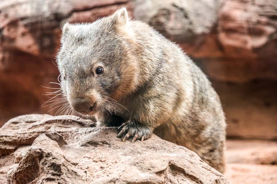 WILD LIFE Sydney Zoo - Your one-day game plan for a 2 to 3 hour visit
