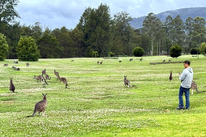 WILD Wombat and Kangaroo Day Tour, All Inclusive - Value and timing: Is 10 hours 30 minutes worth $178.59?
