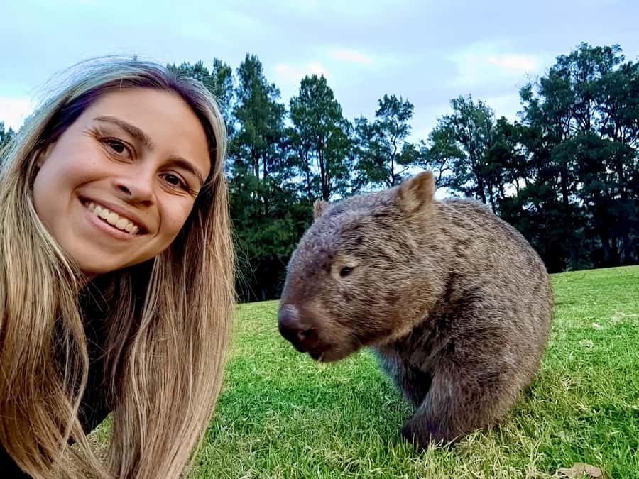 WILD Wombats and Kangaroo Experience, All Inclusive, Sydney - Budderoo and Morton National Parks: Short Walks, Big Chances