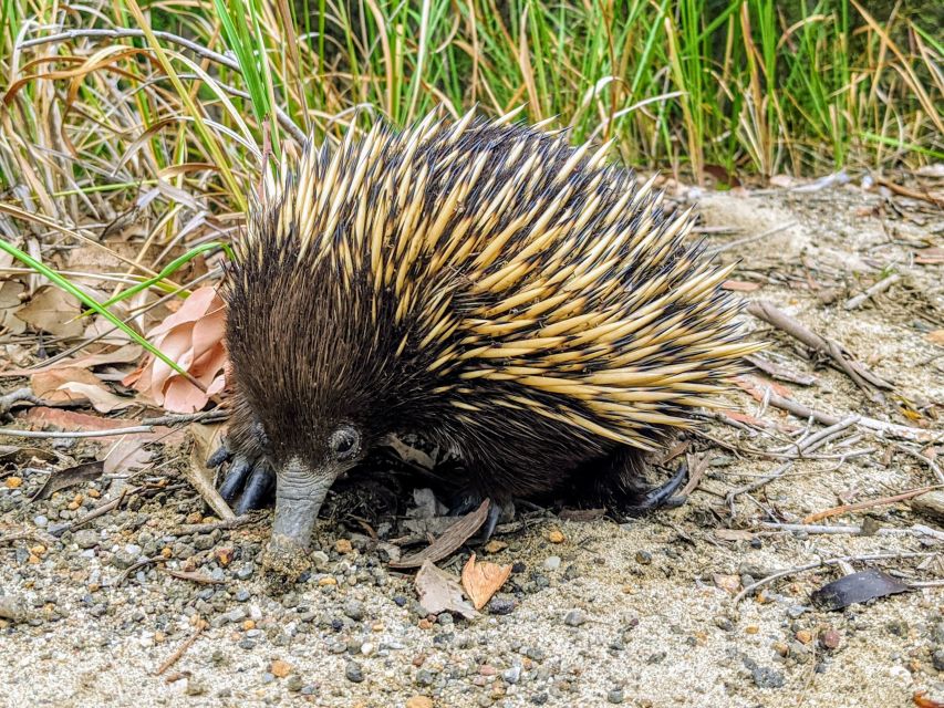 WILD Wombats and Kangaroo Experience, All Inclusive, Sydney - Wombats and Kangaroos Up Close, With Help for Photos