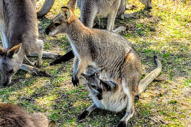 Wildlife, Waterfalls and Wine Day Tour from Sydney - Price and What You’re Really Paying For