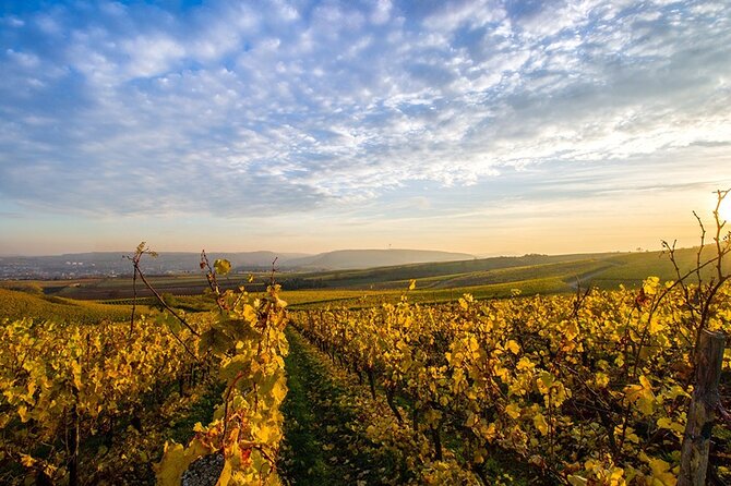 Wine Tours Sydney - Southern Highlands Day Escape, Full Day Wine Tasting Tour - Key Highlights You Should Actually Care About